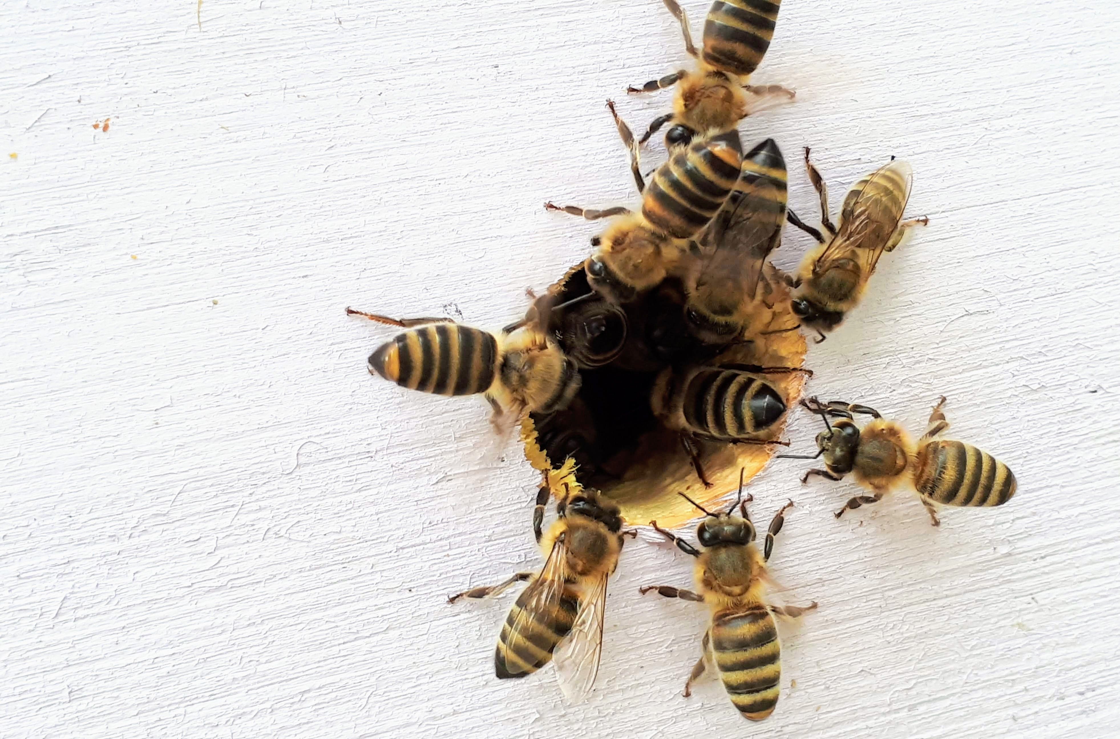 Krimi im Kantonsrat - Rettet die Bienen!