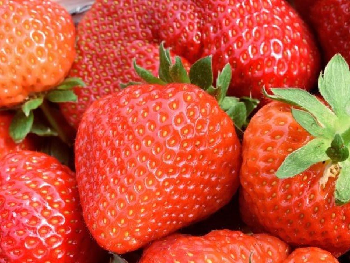 OHNE EUROPÄISCHE ARBEITSKRÄFTE KEINE SCHWEIZER ERDBEEREN